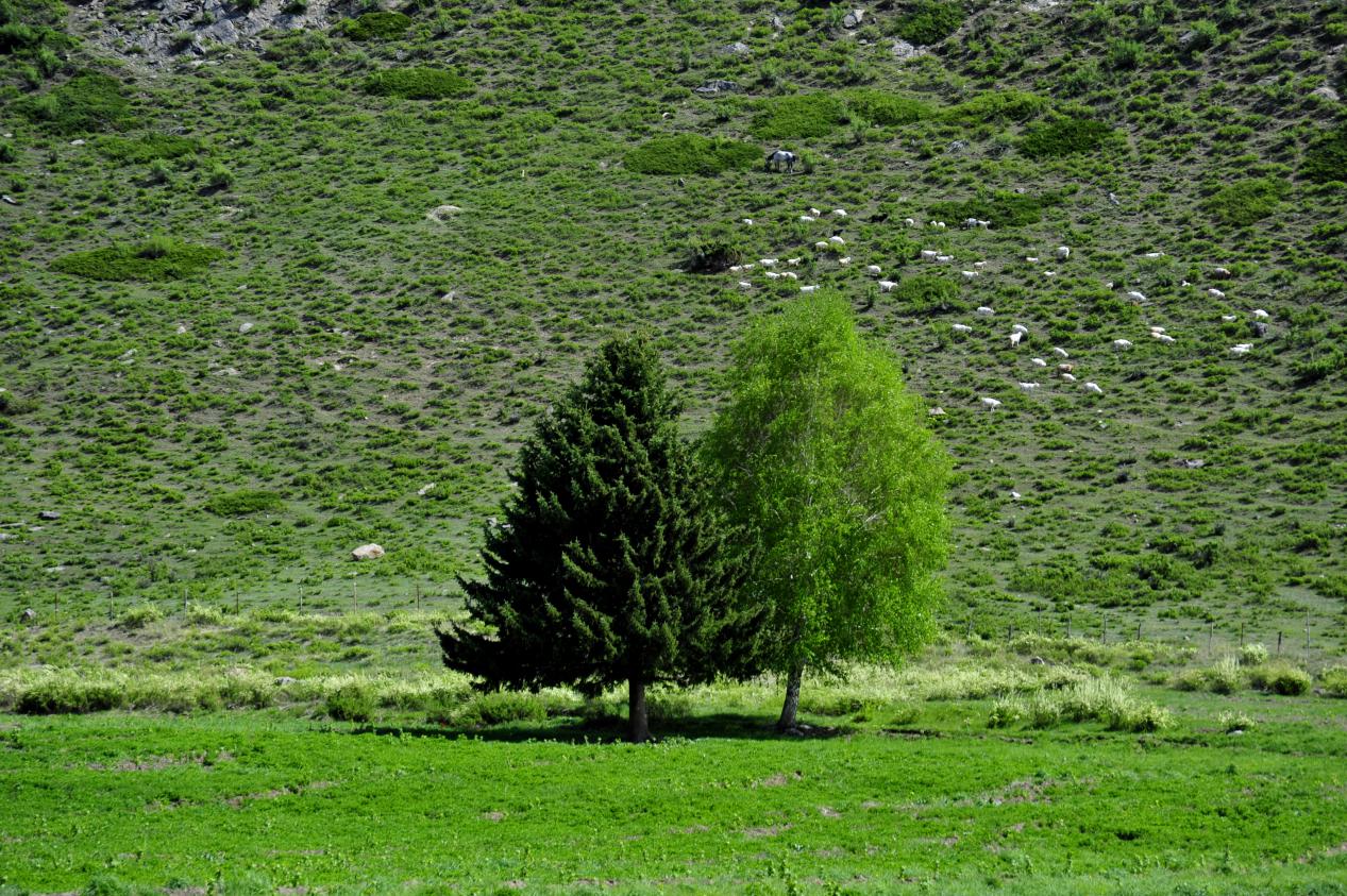 夫妻树3(白海亮摄影)