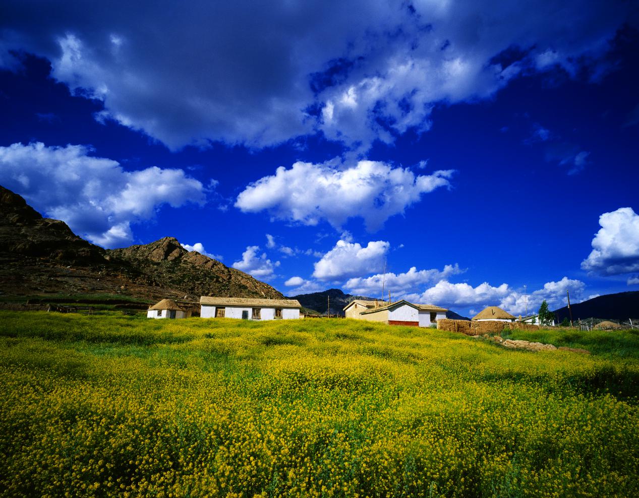 王志晶五月菜花香