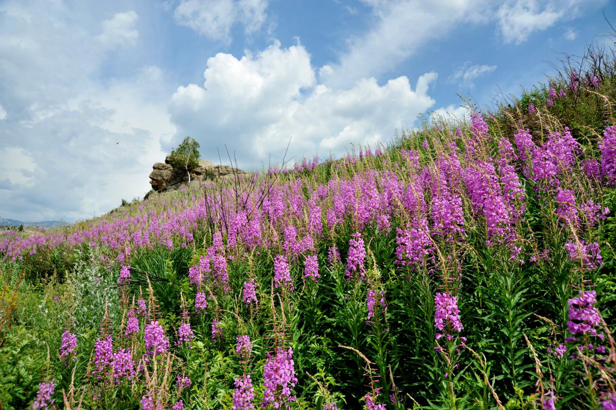 可可托海山花01
