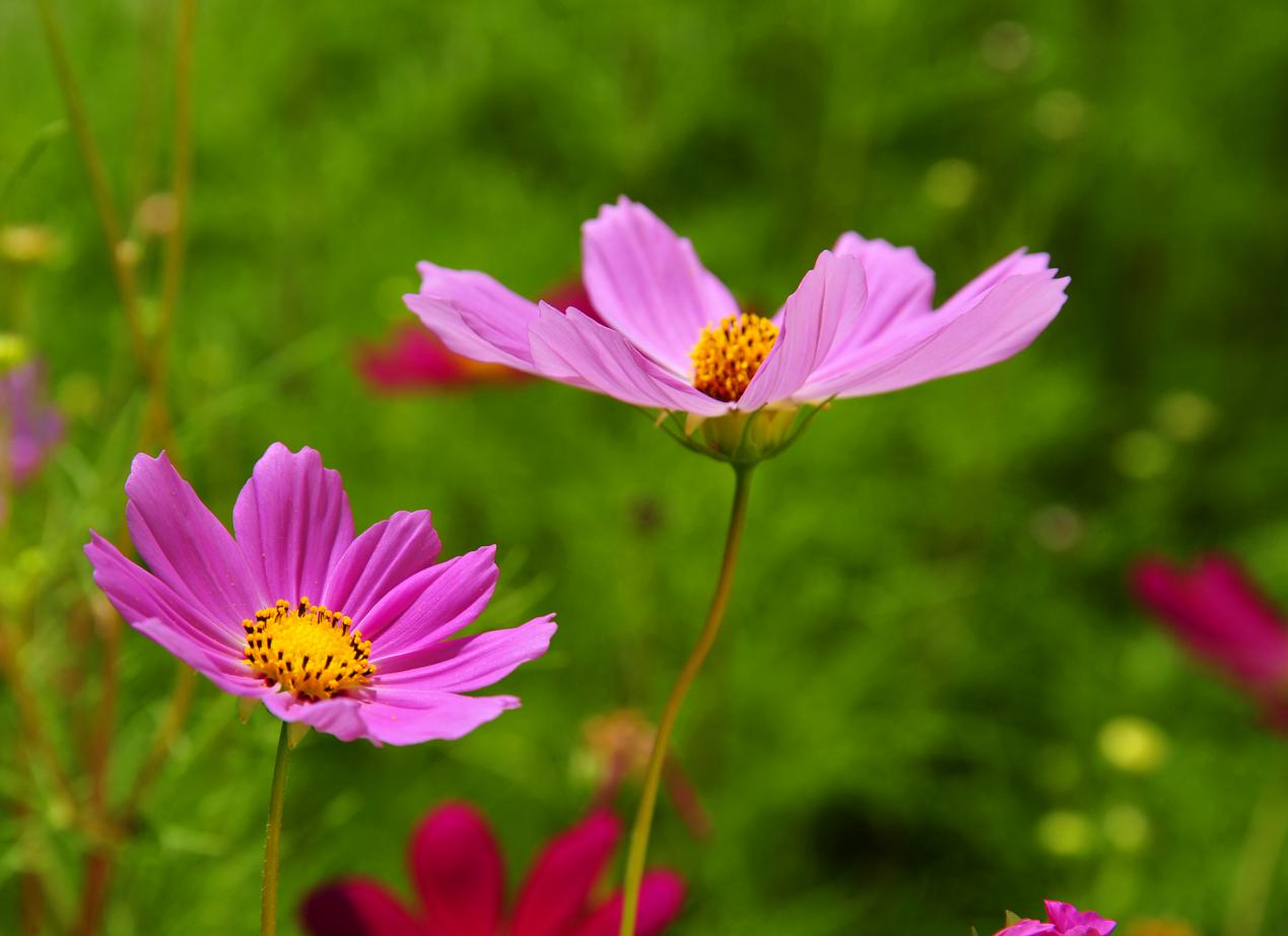 可可托海山花02