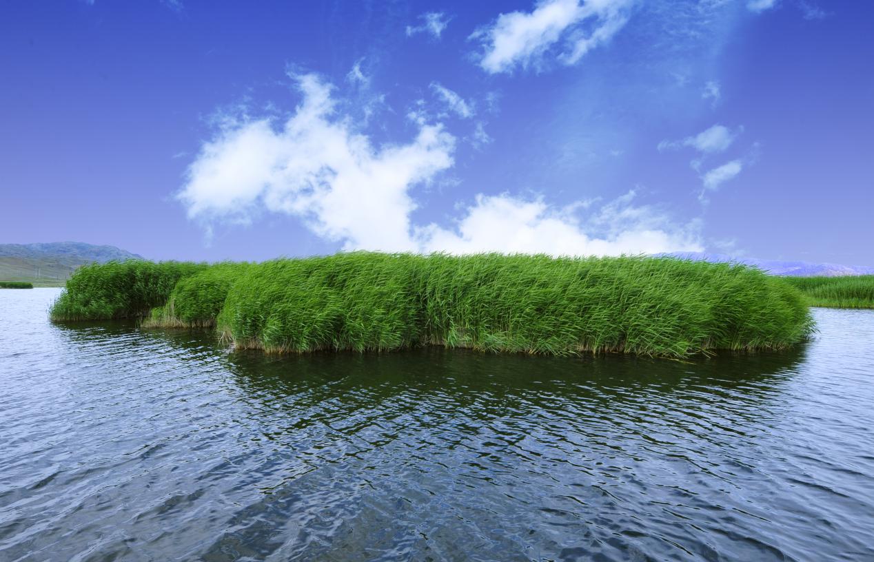 可可苏里照片 404