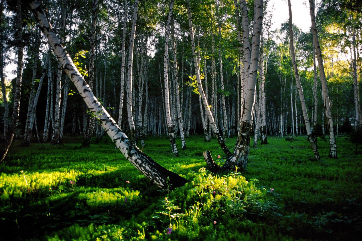 可可托海白桦林2（富蕴县委宣传部供图）