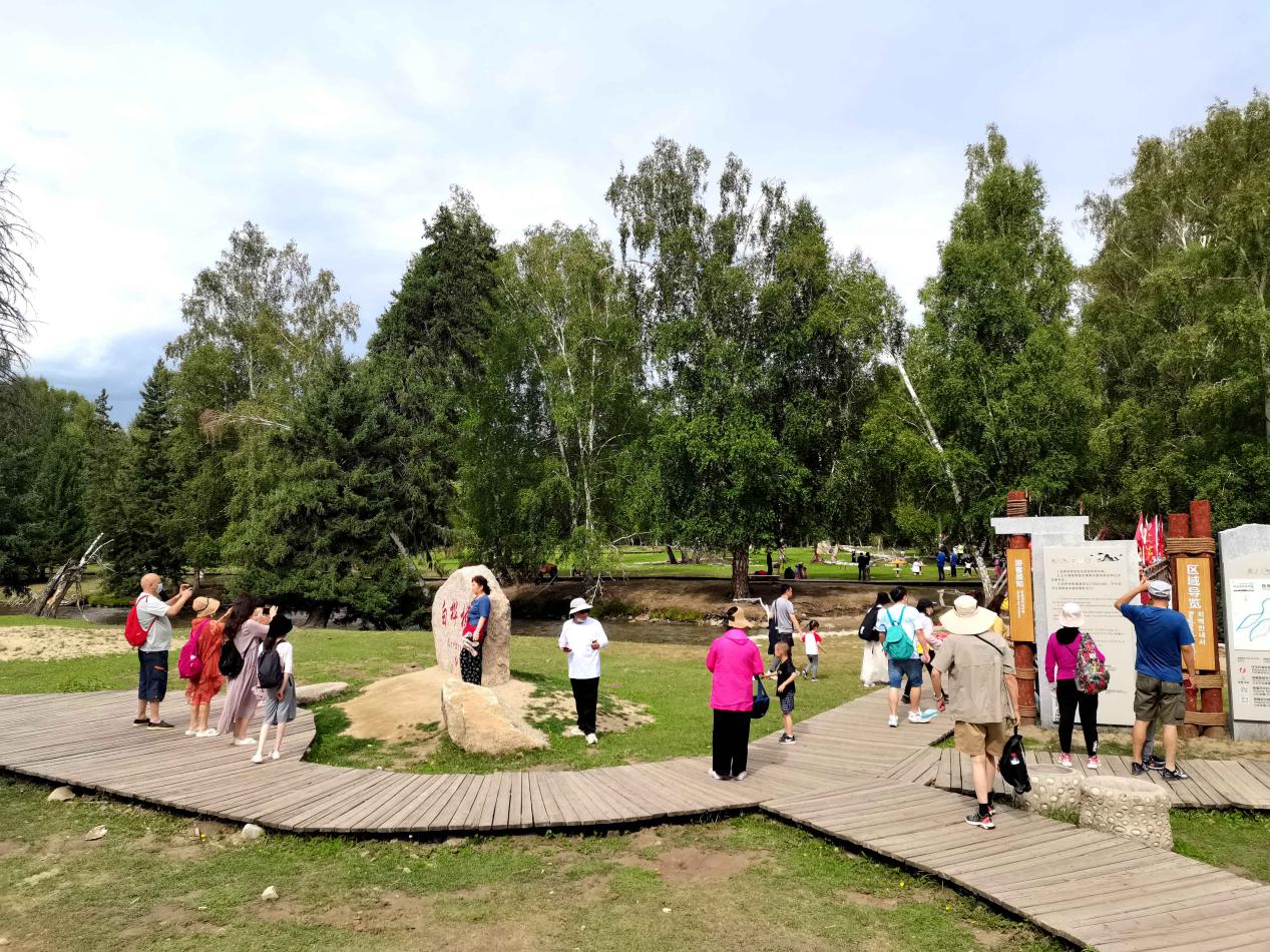 白桦林(胡金良供图)