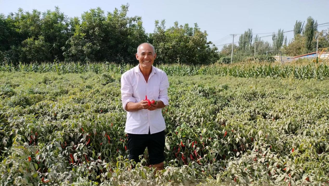 艾麦尔江&middot;吾热依木的辣素辣椒喜获丰收