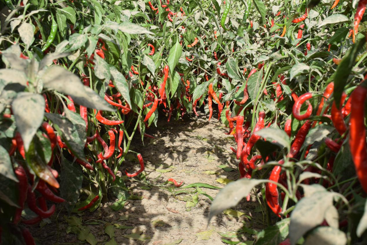 辣素辣椒喜获丰收 (1)