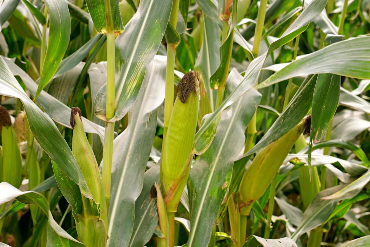 9ee308034331d6c876099bcd67369fe