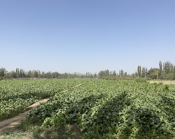 恰玛古长势良好 (3)