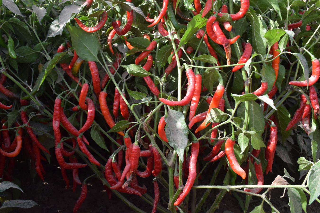 辣素辣椒喜获丰收 (3)