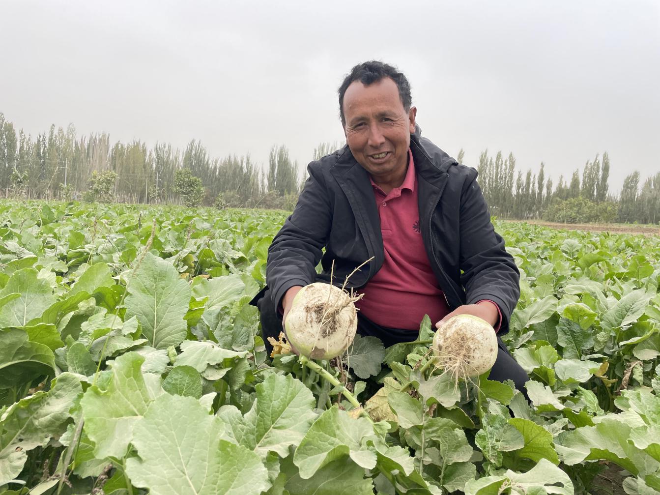 艾则孜&middot;萨迪克在地里查看恰玛古情况
