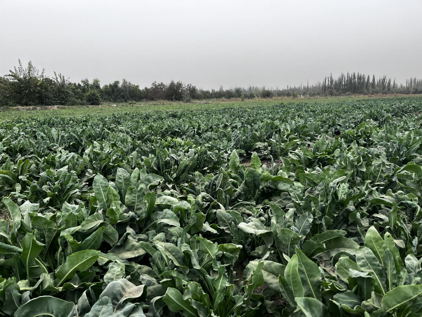 和谐村板蓝根示范基地1