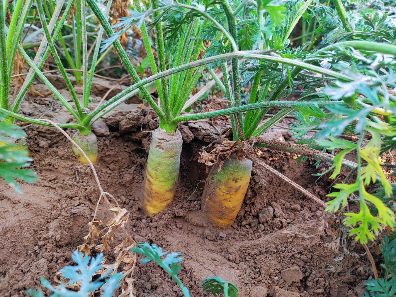 微信图片_20231012190643_副本