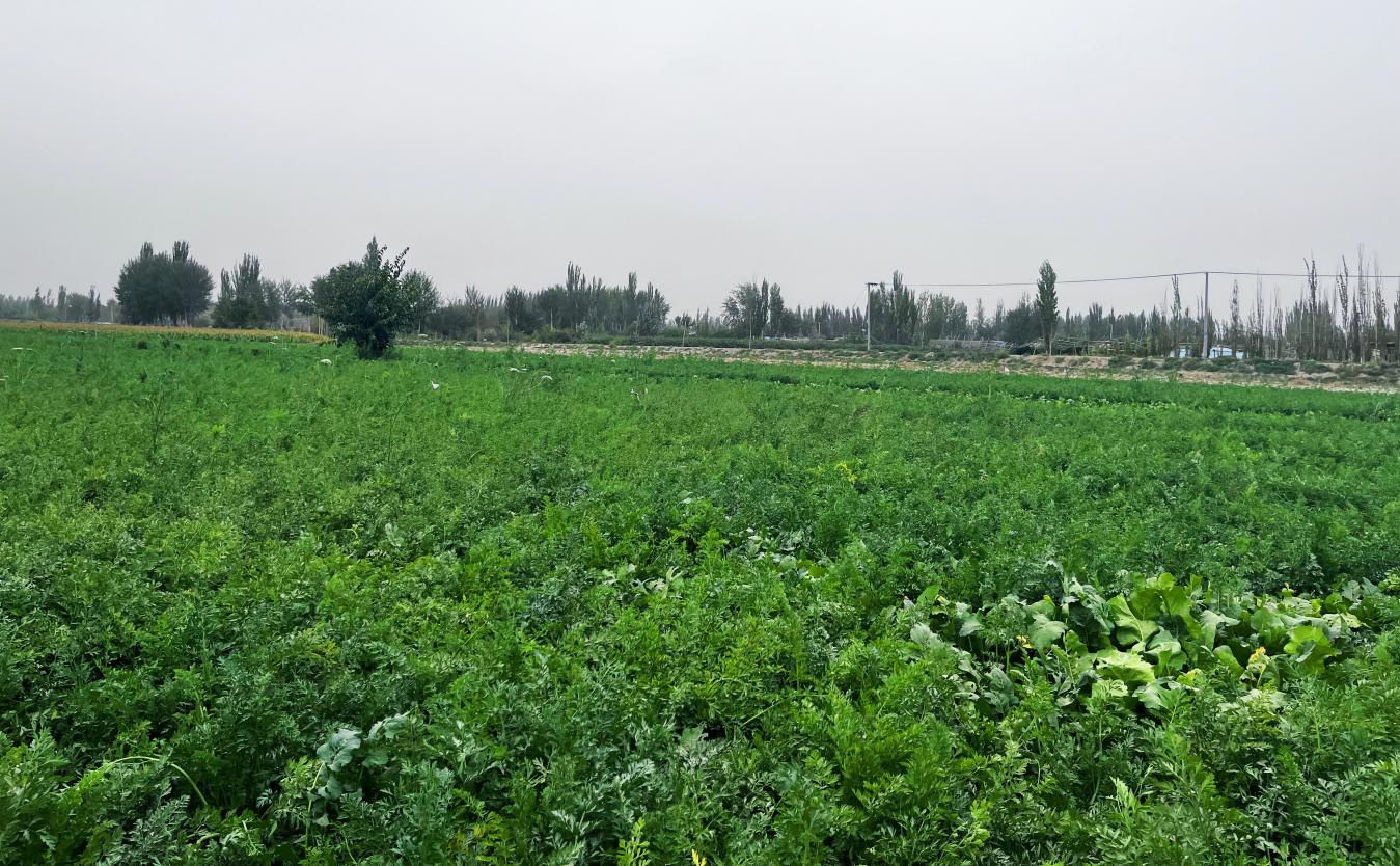 清泉村胡萝卜种植基1_副本