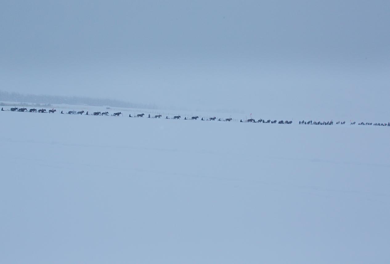 马拉爬犁比赛1(赛力克·木胡什摄影)