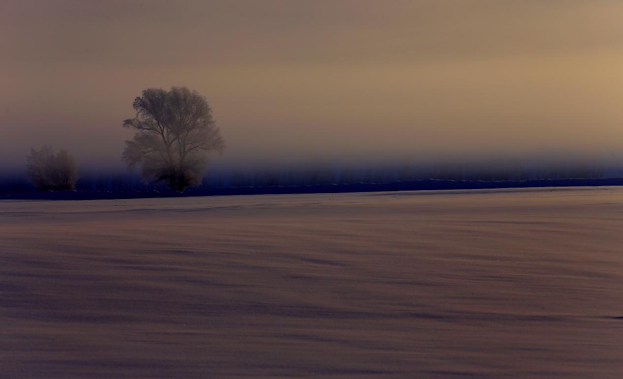 晨间银树(木黑提.哈木巴尔)