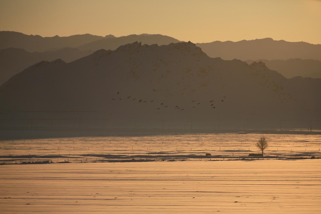 清晨飞翔(王景华摄影