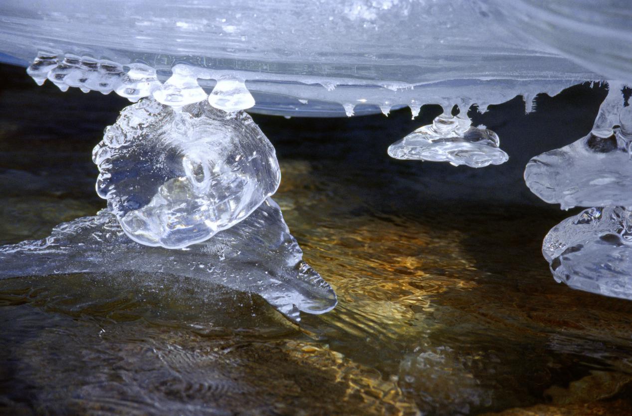 冰鱼(傅轩摄影)