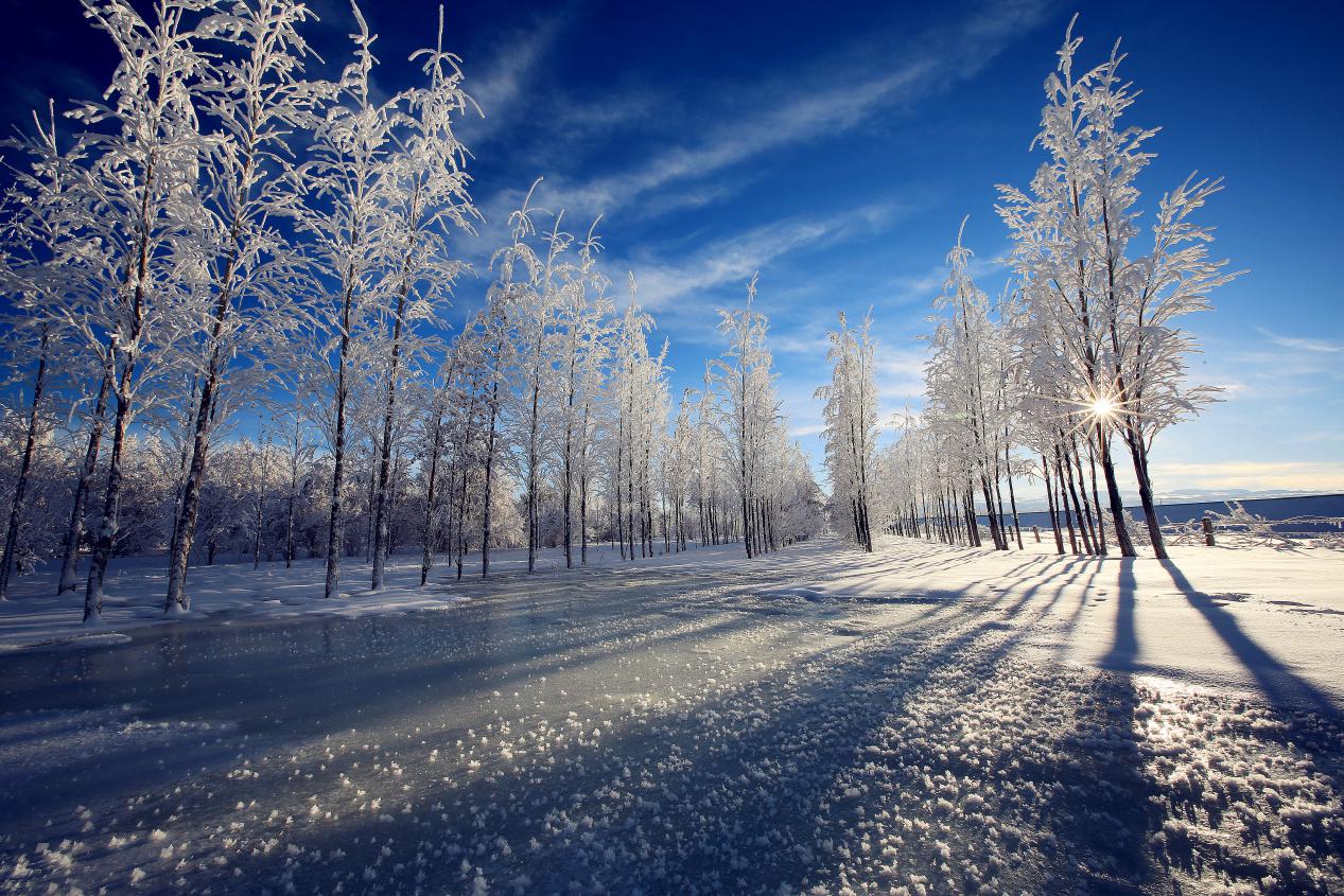 雾凇满枝芽1(王景华摄影)