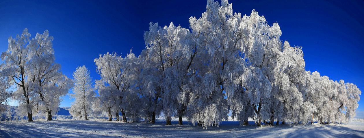 雾凇满枝芽3(王景华摄影)