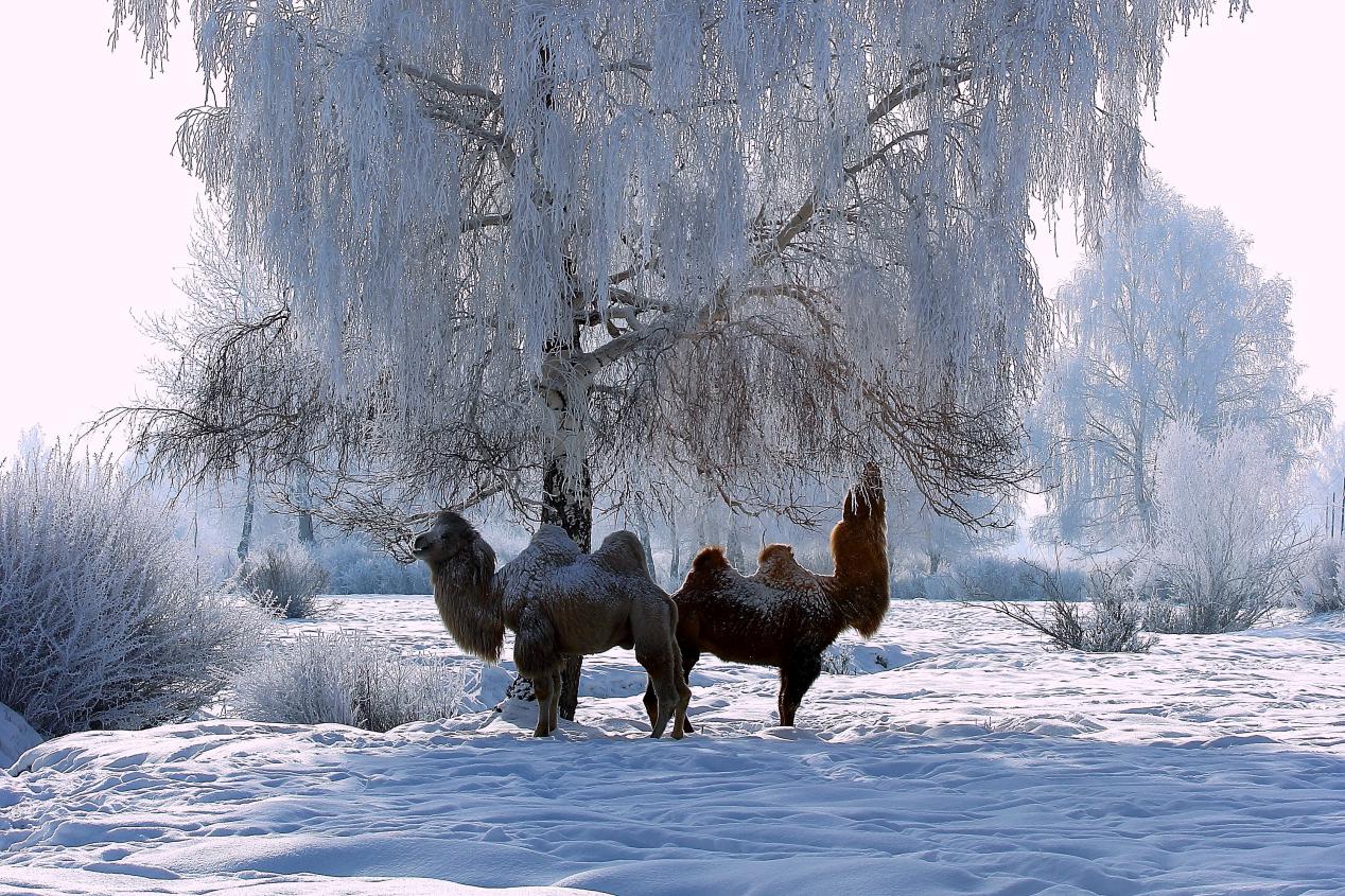 银树之下(海拉提·哈拜摄影)