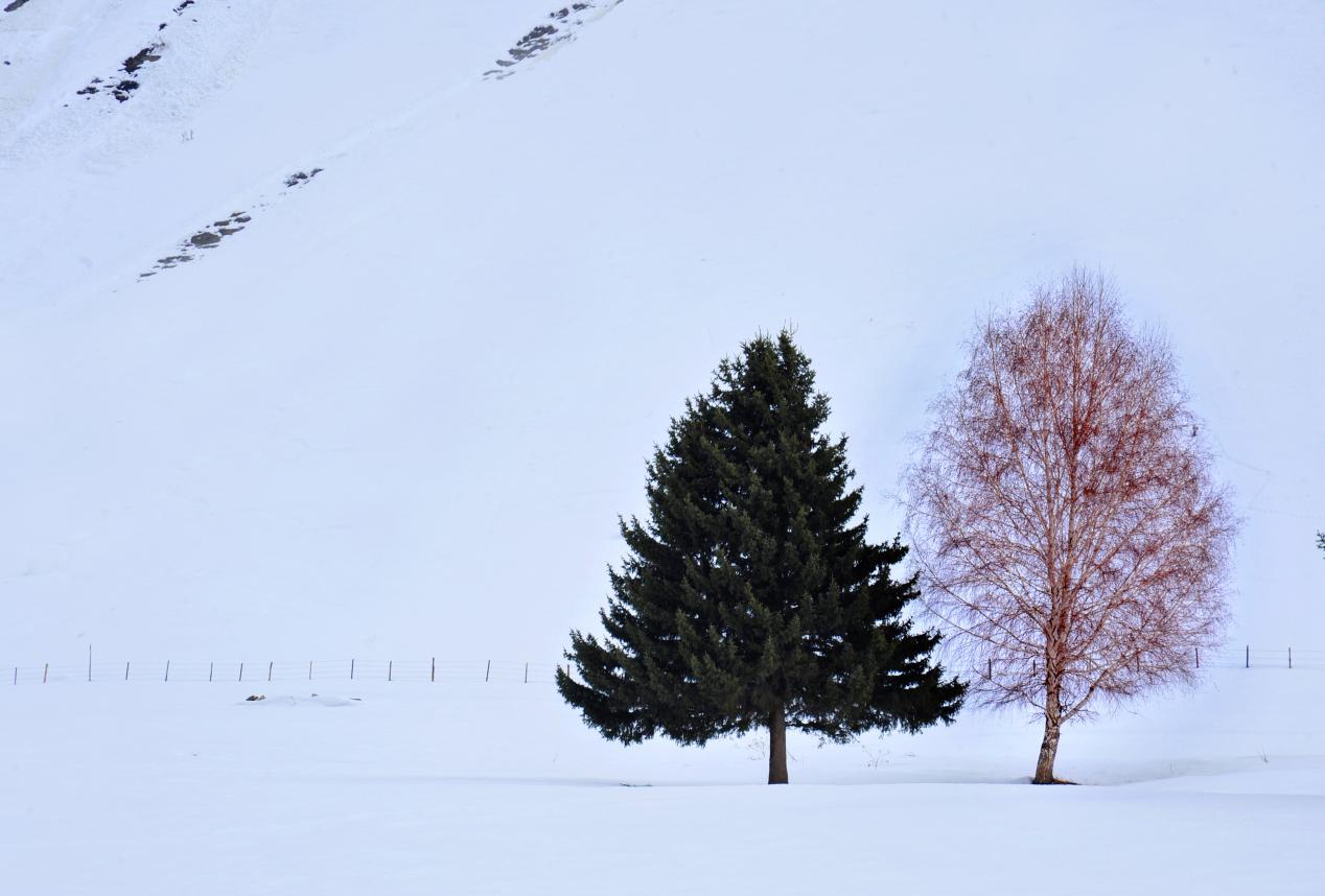 冰雪生态文化&ldquo;美&rdquo;&mdash;&mdash;夫妻树（富蕴县委宣传部供图）