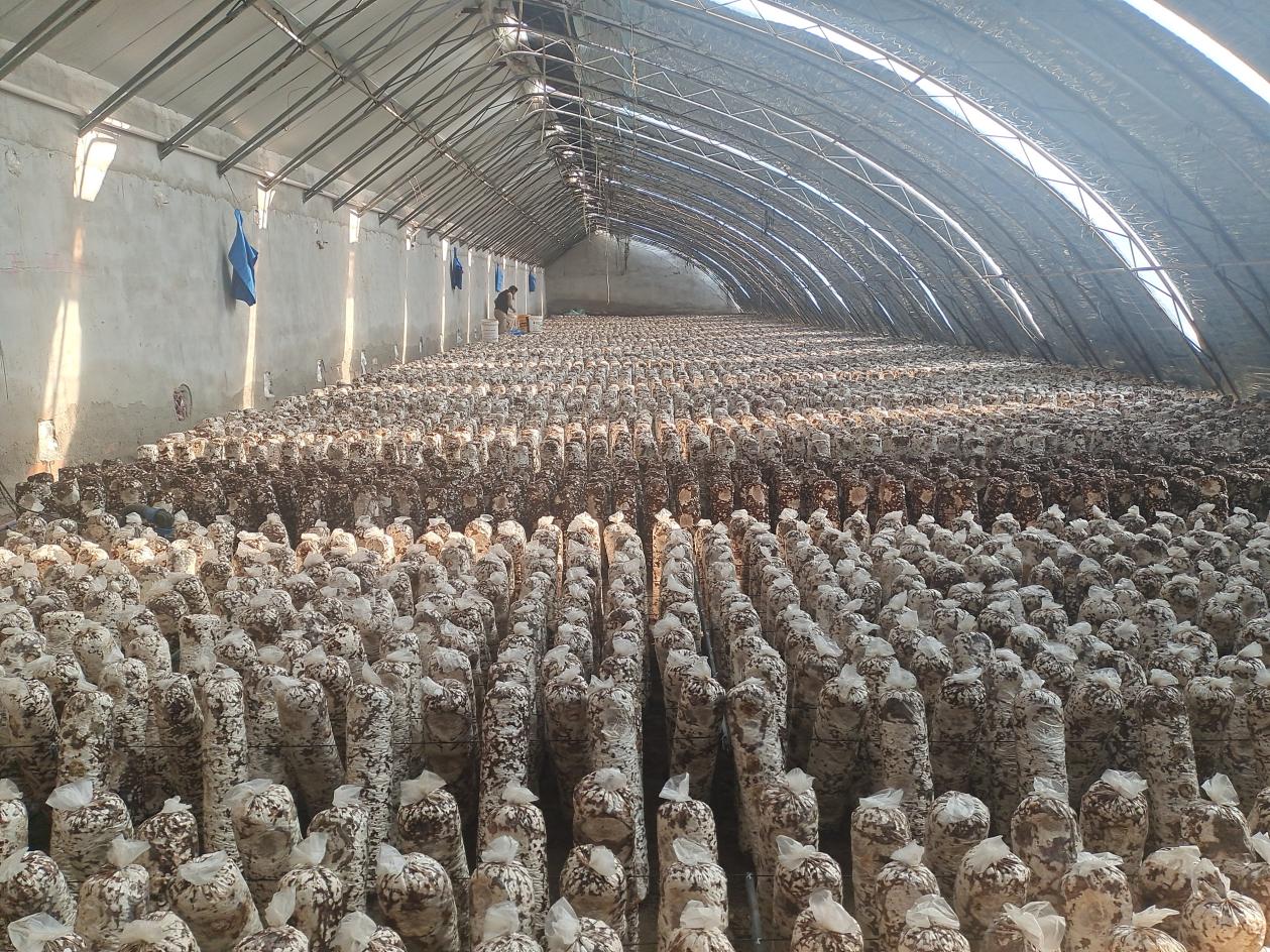 随县草店镇金锣山村香菇产业壮了集体富了农民-随州市人民政府门户网站