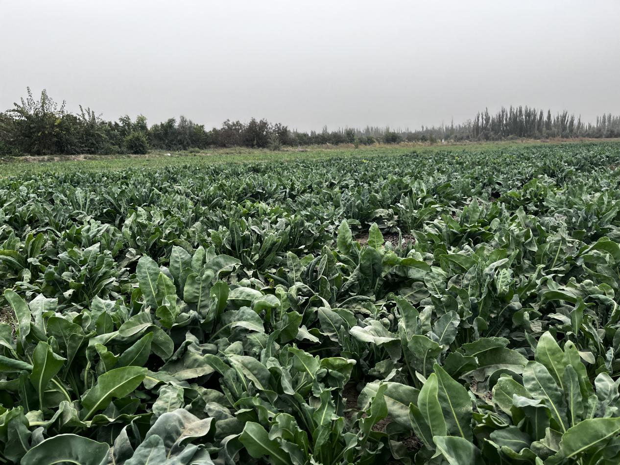 W020231101621825185545