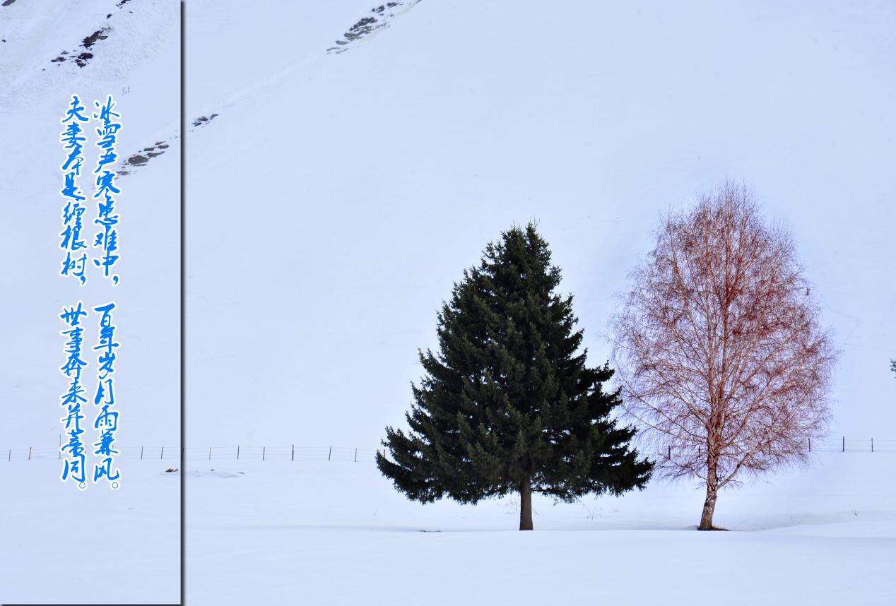 冬&middot;夫妻树