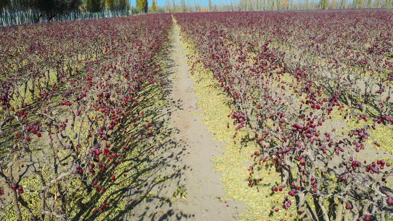 W020231128397644272815