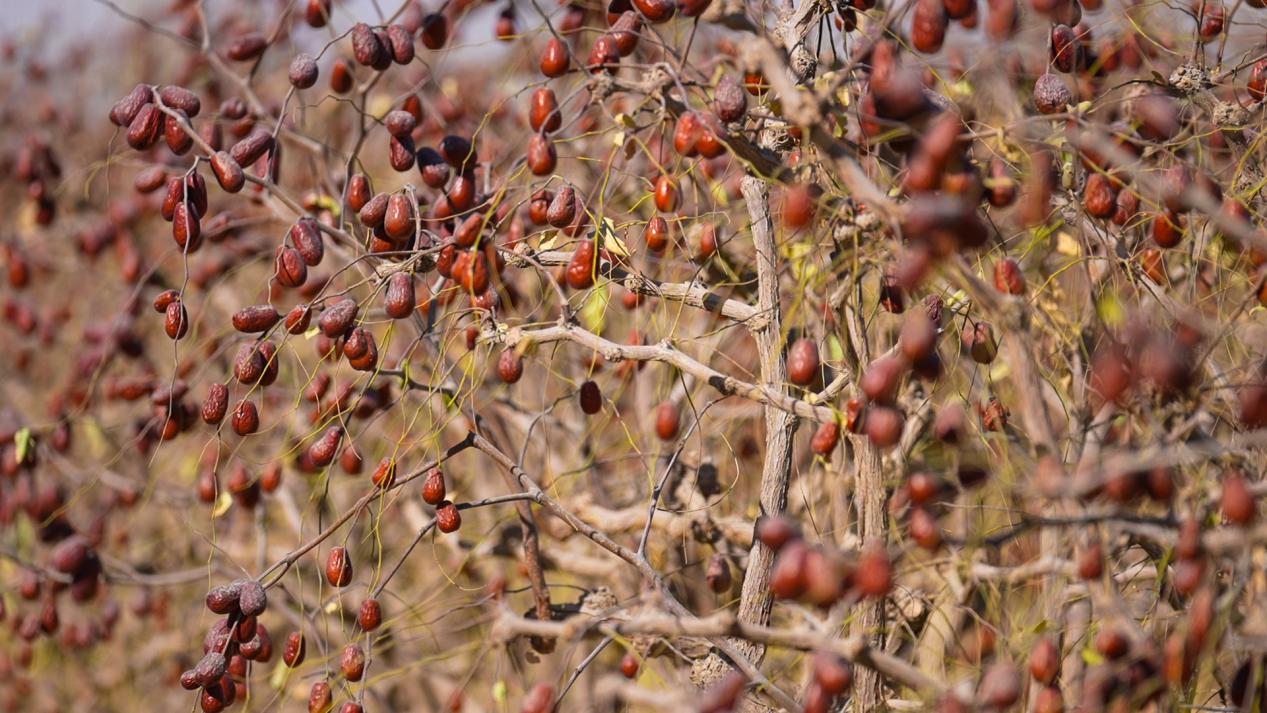 W020231128397646822148