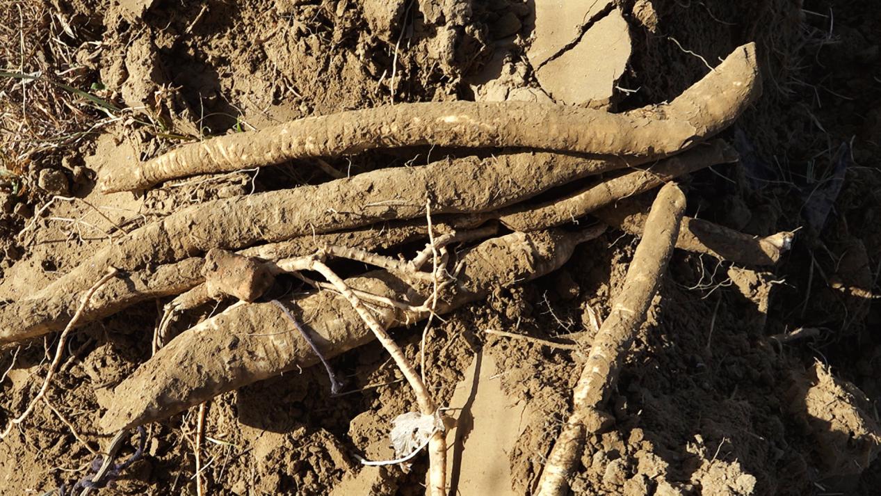 W020231205459066983091