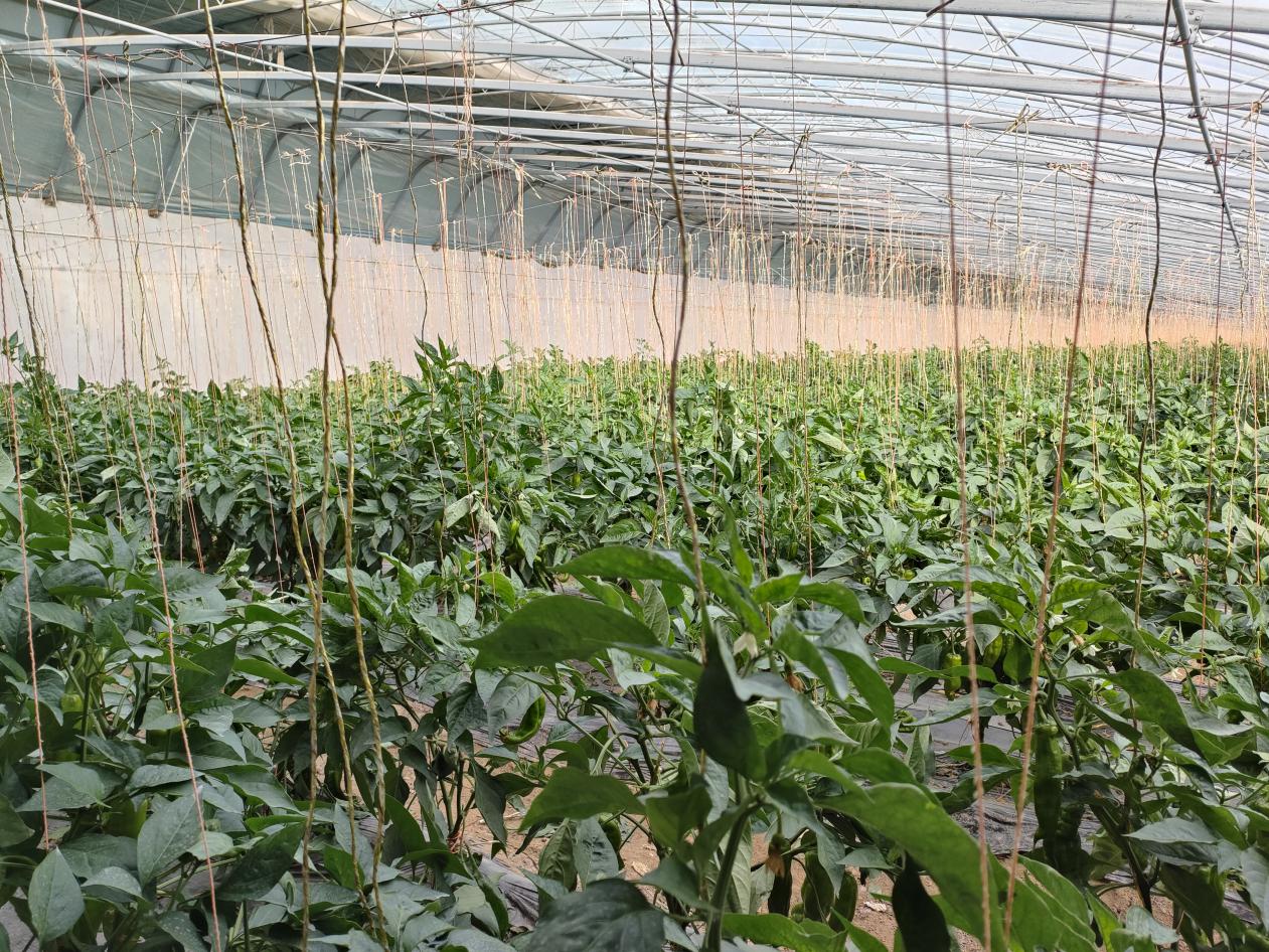 W020231215699108305841