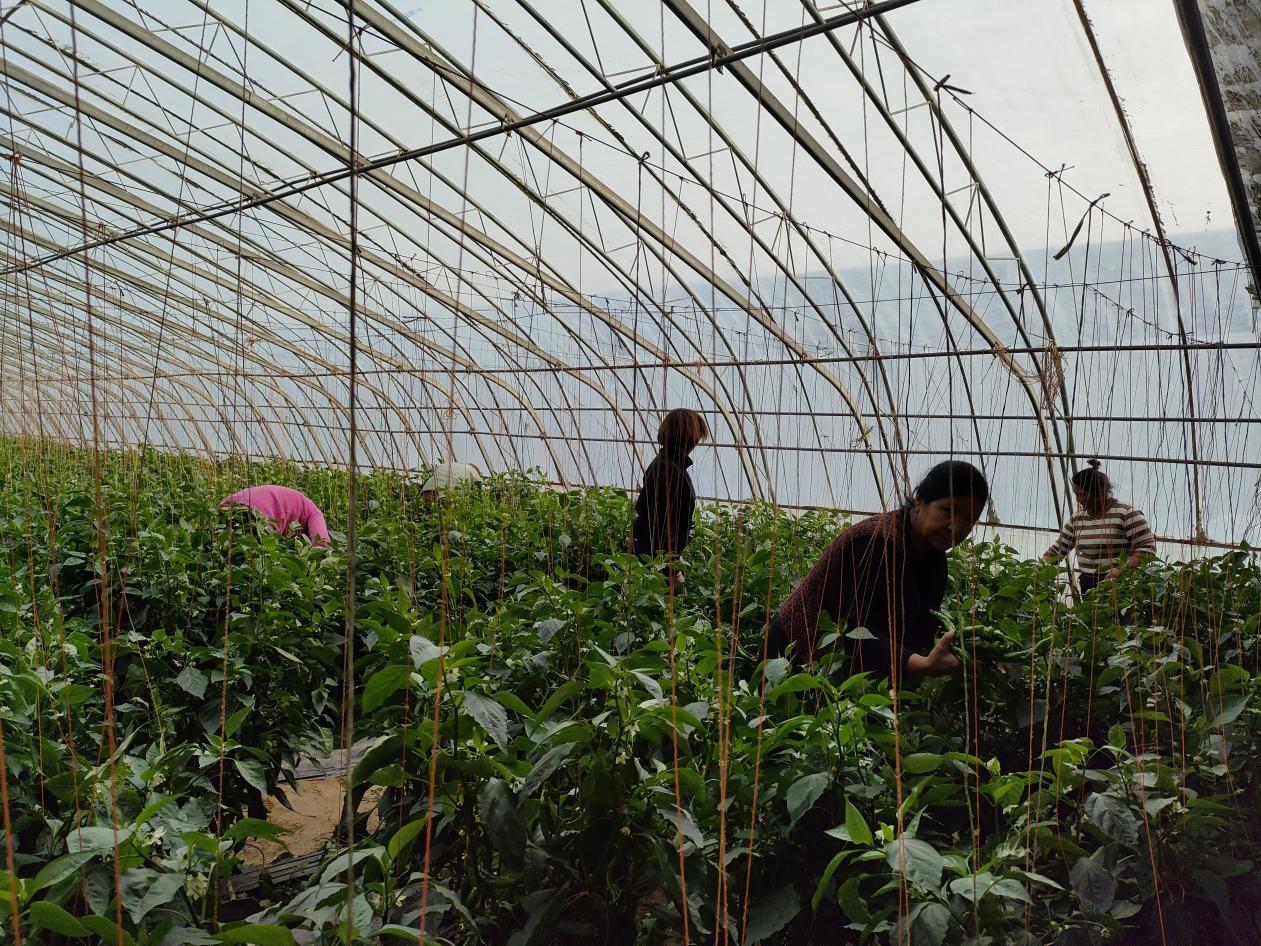 W020231215699113372833