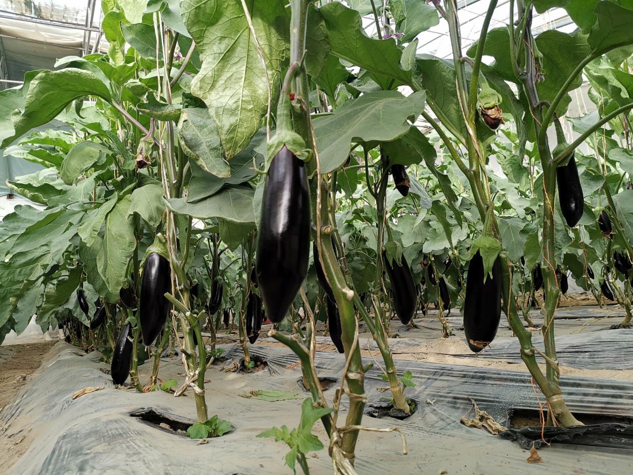 W020231215699105777376