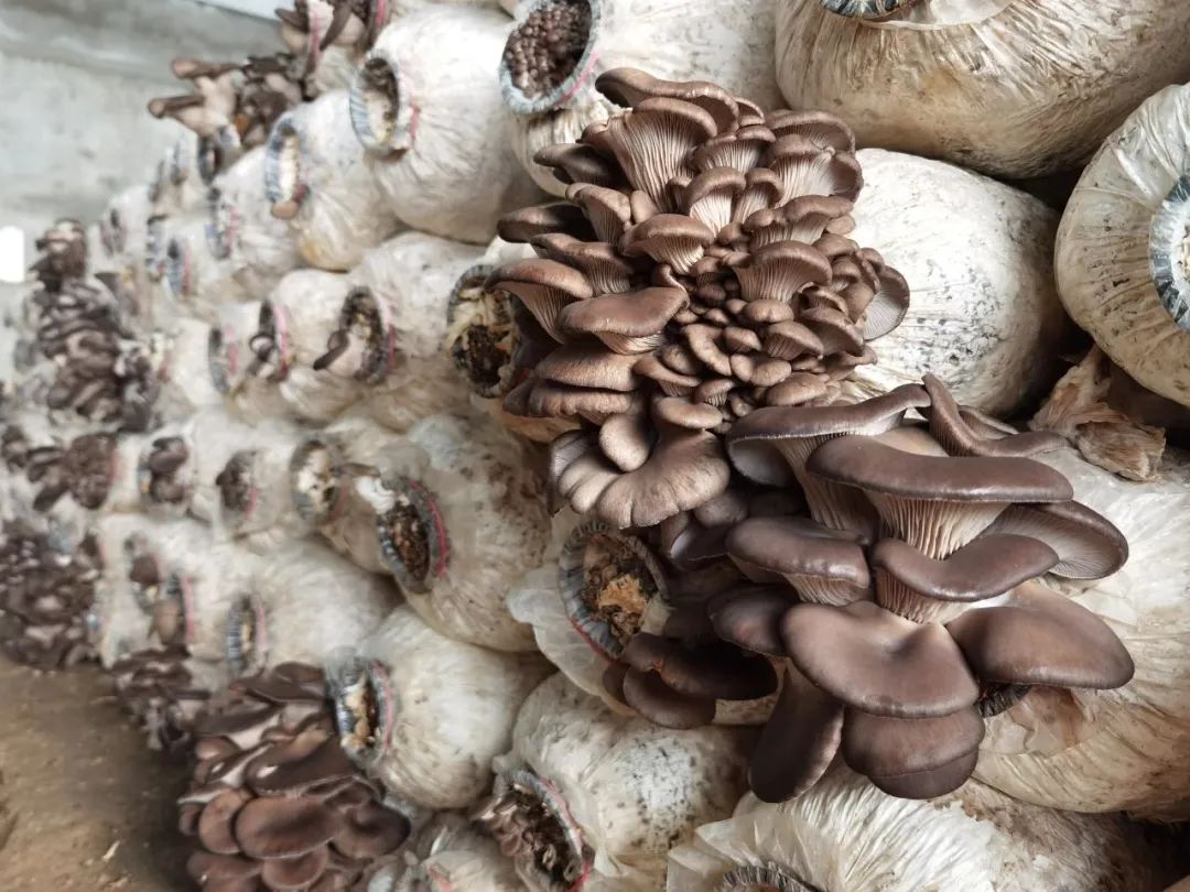 富蕴县多举措积极应对寒潮天气4