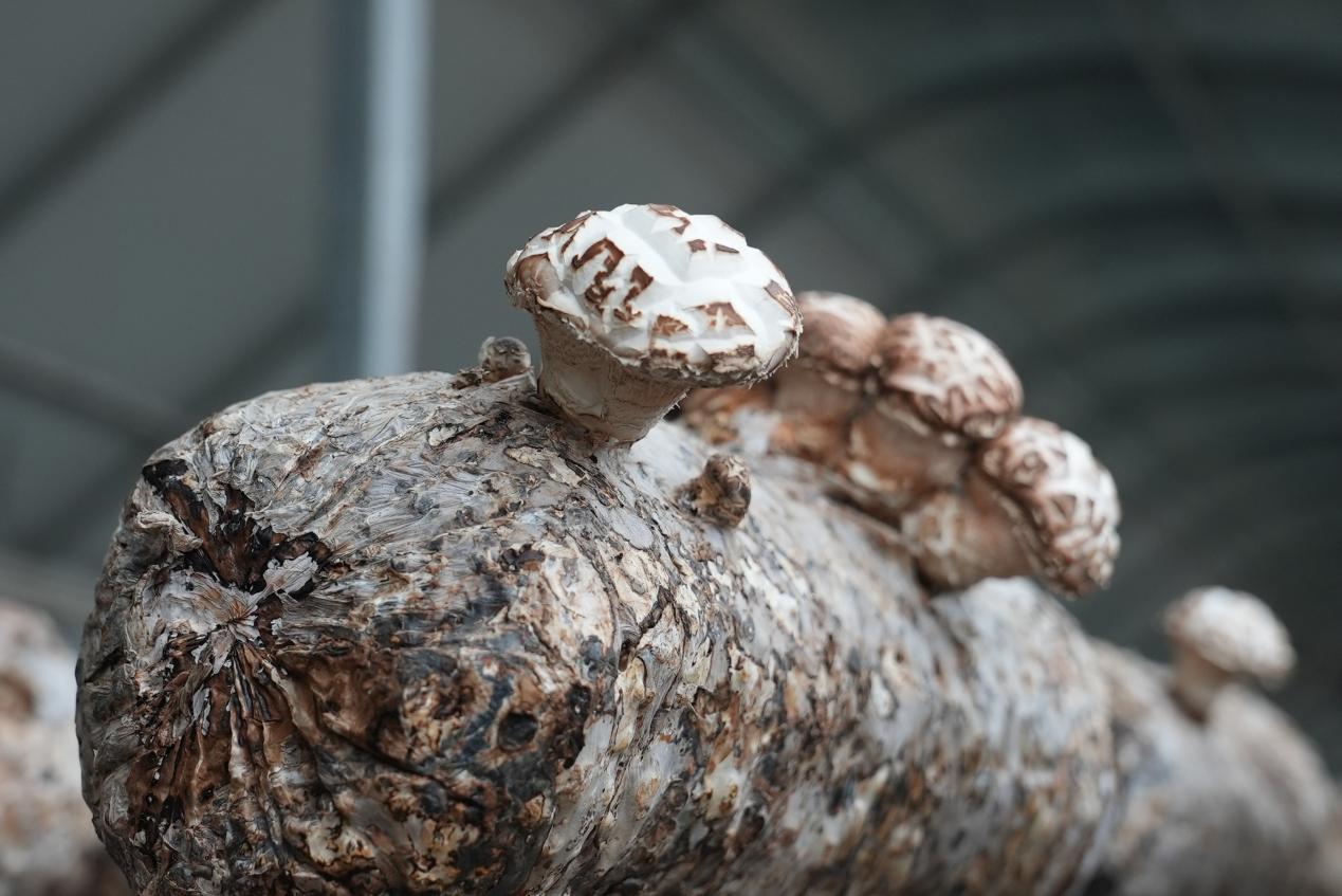 W020231225510675257430