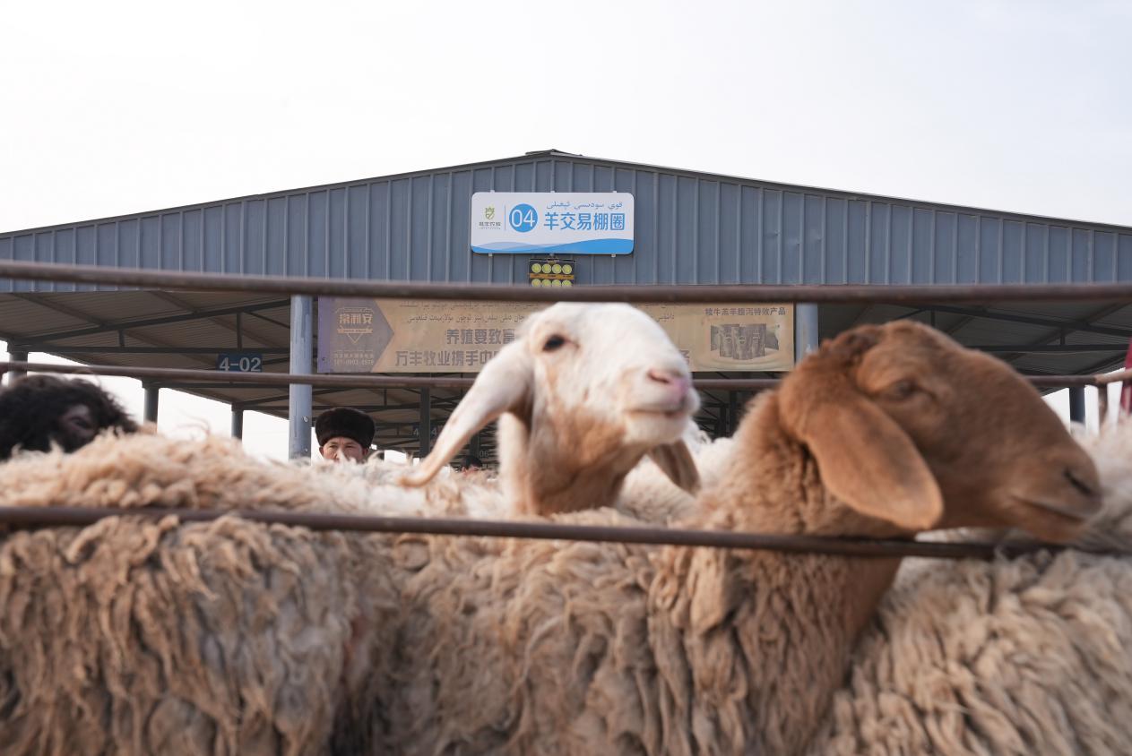 W020231226612789746425