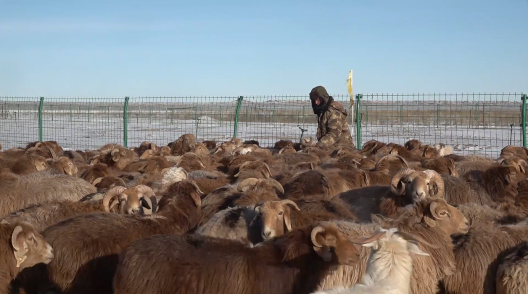 饲草料储备充足 牲畜过冬无忧