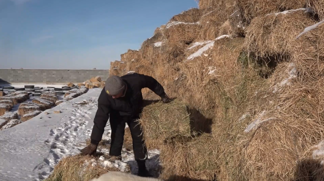 饲草料储备充足 牲畜过冬无忧1