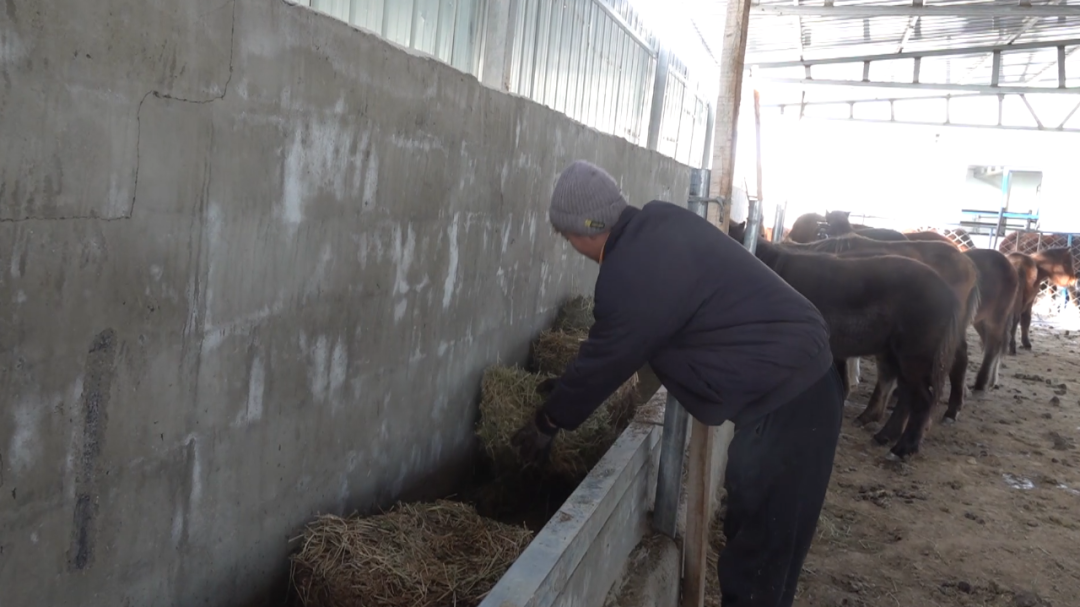 饲草料储备充足 牲畜过冬无忧2