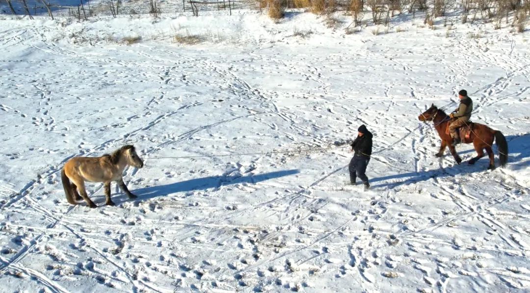 富蕴：&ldquo;旅游+马文化&rdquo;文旅融合呈现新亮点1