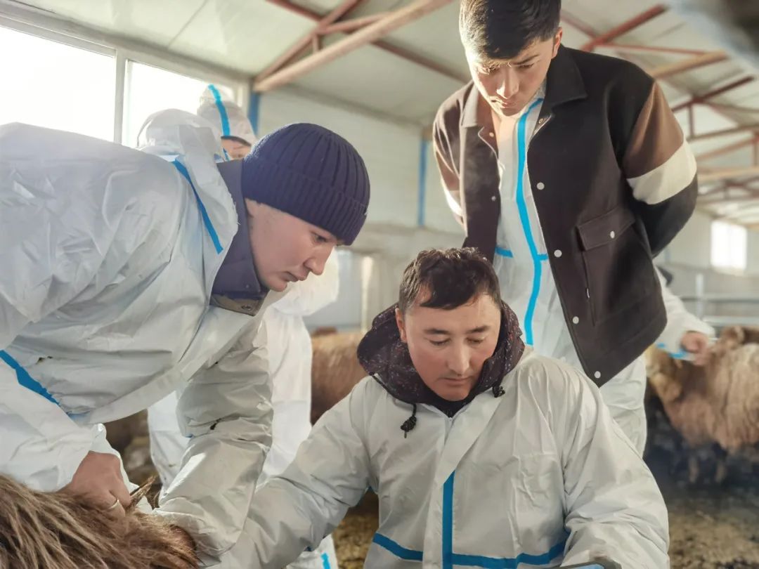 富蕴：赋能业务培训 提升畜牧服务