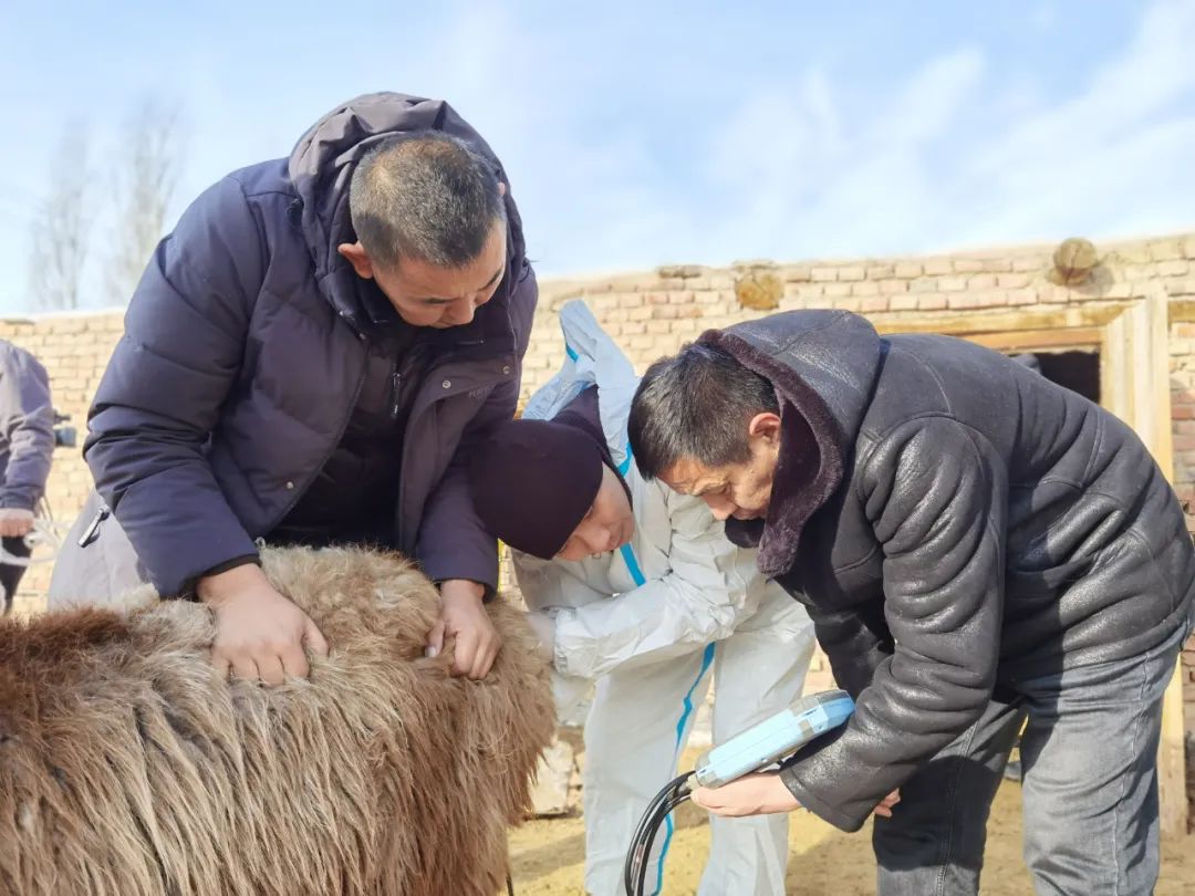 富蕴：赋能业务培训 提升畜牧服务1