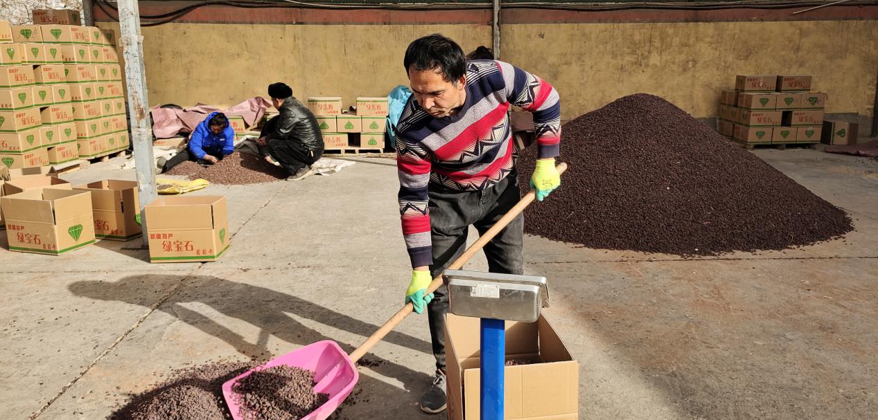 村民正在装箱葡萄干