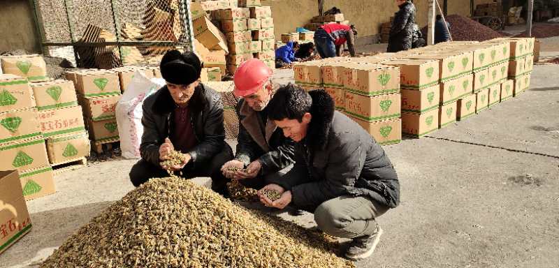 村民查看葡萄干品质