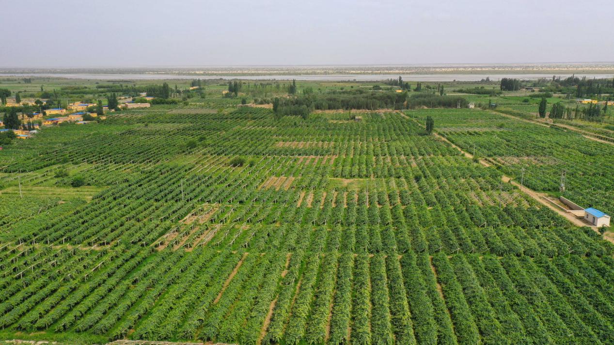 资料图 墨玉县葡萄园航拍