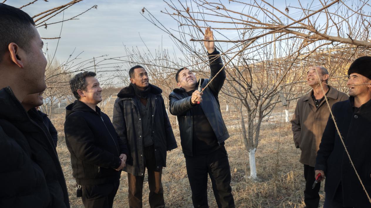 阿卜迪麦麦提·奥布力带领村民修剪西梅