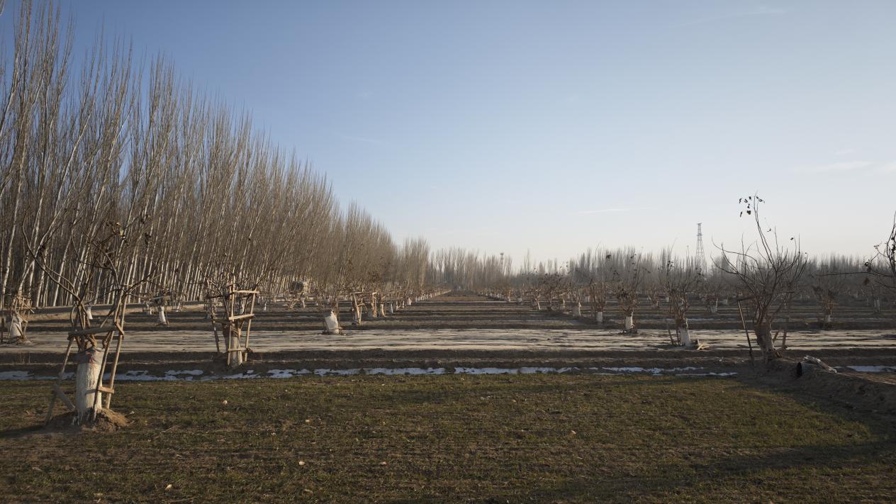 布古其村核桃品种改良嫁接示范区