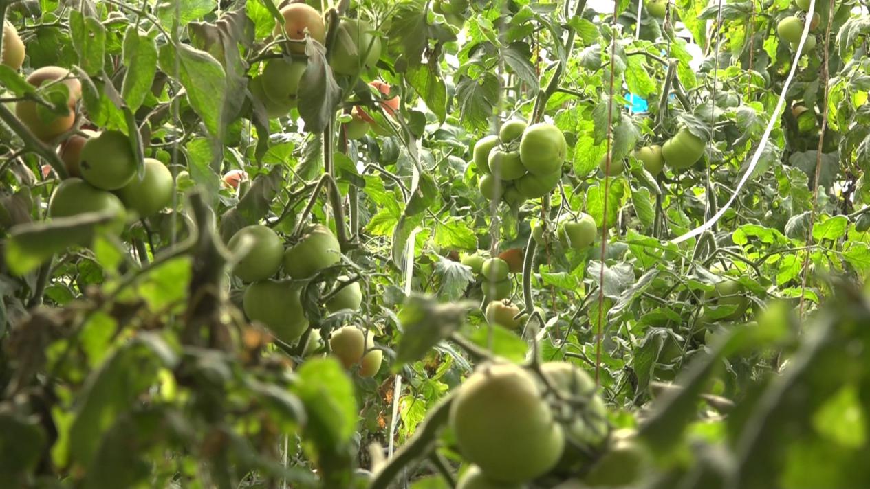 W020240109447402760250