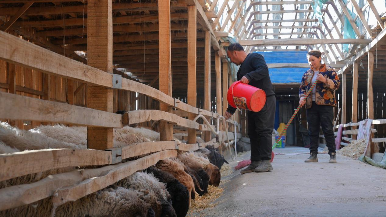 阿卜杜力艾海提&middot;坎吉柯夫妻俩养羊只