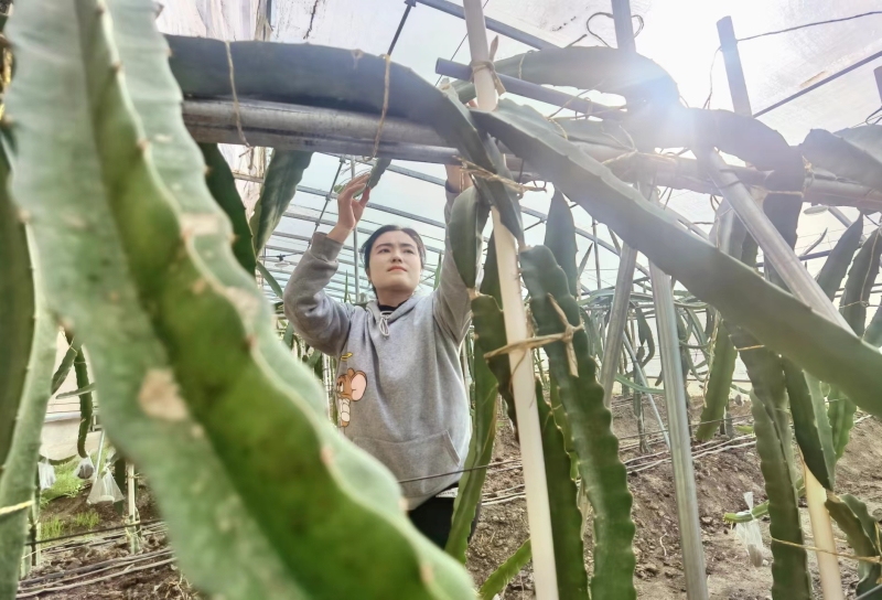 墨玉县加汗巴格乡设施农业基地温室大棚里，绿意盎然，暖意融融